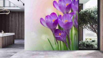 Purple Crocus Bloom Elegance