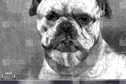 Classic Bulldog Portrait Wall Art